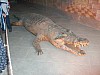 IMG_0077.JPG
